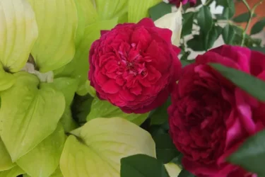 Labyrinth バラの迷宮 pickup123『アンクレット』