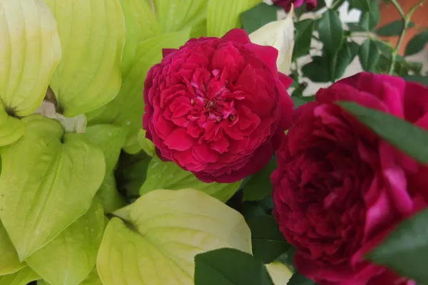 Labyrinth バラの迷宮 pickup123『アンクレット』