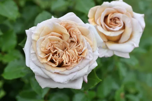 Labyrinth バラの迷宮 pickup121『ラリ デ ガゼル』