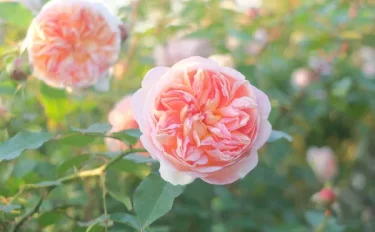 Labyrinth バラの迷宮 pickup122『ジュール ヴェルヌ』