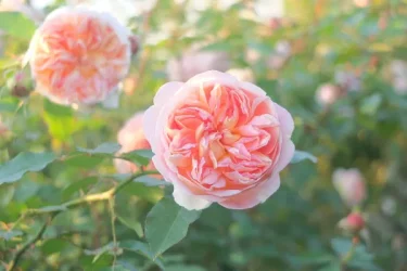 Labyrinth バラの迷宮 pickup122『ジュール ヴェルヌ』