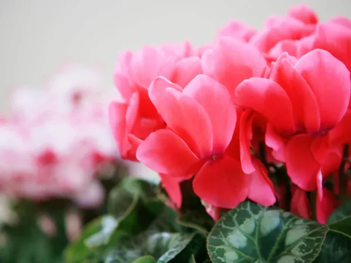 シクラメンの茎が倒れてしまう、葉が黄色くなる……どうしたらいい?