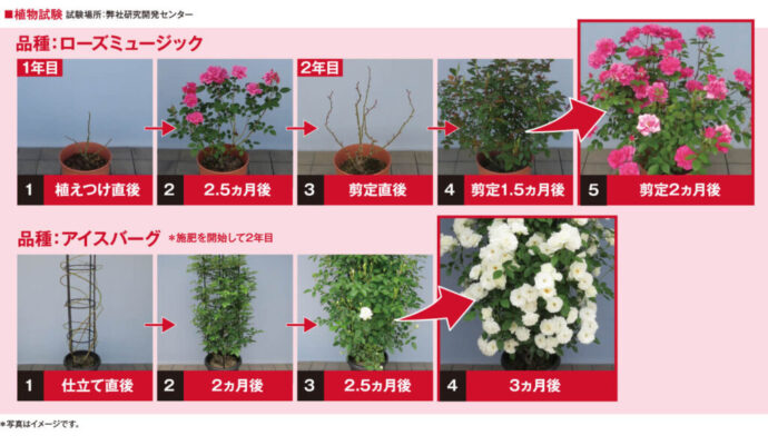BrilliantGarden バラのまくだけ肥料のご紹介｜株式会社ハイポネックスジャパン