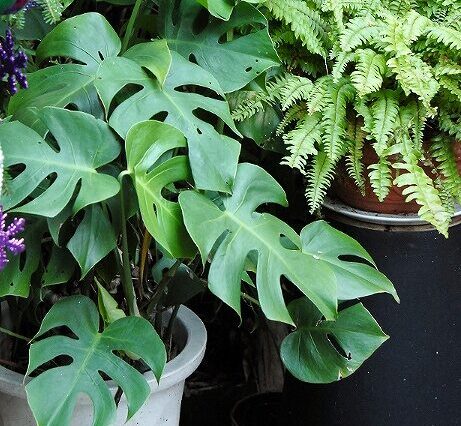 モンステラ　専用 Amazon | 園芸支柱 モンステラ 15×28cm 観葉植物 植物サポート 植物茎