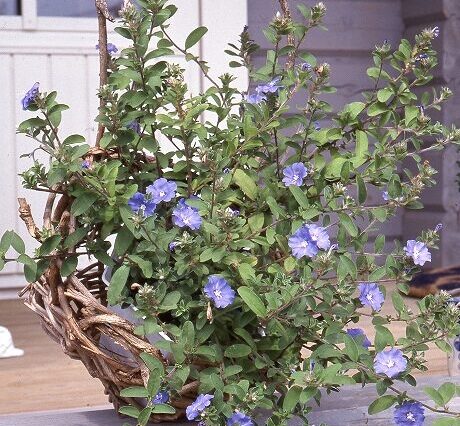 アメリカンブルー様 110americanblue-460x426.jpg