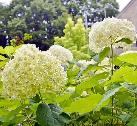 26ｱｼﾞｻｲｱﾅﾍﾞﾙｰGG小林邸