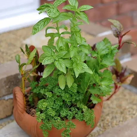バジルの育て方や栽培のコツ 株式会社ハイポネックスジャパン