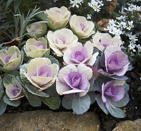 ハボタンの育て方や栽培のコツ｜株式会社ハイポネックスジャパン