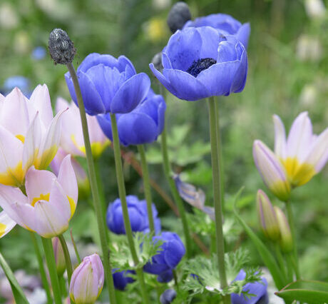 60_anemone_460-460x426.jpg