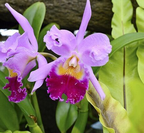 カトレア カトレアの育て方や栽培のコツ｜株式会社ハイポネックスジャパン