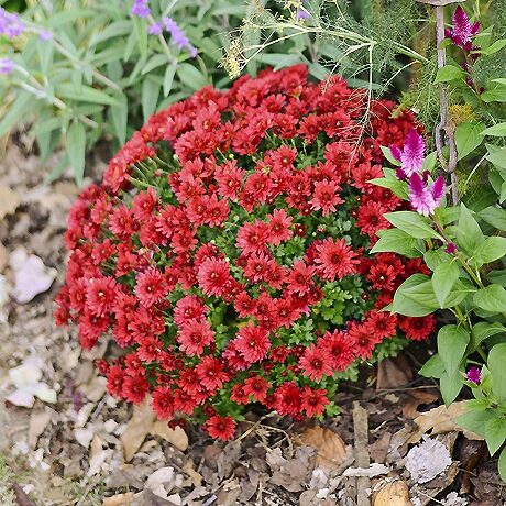 ポットマム キク の育て方や栽培のコツ 株式会社ハイポネックスジャパン