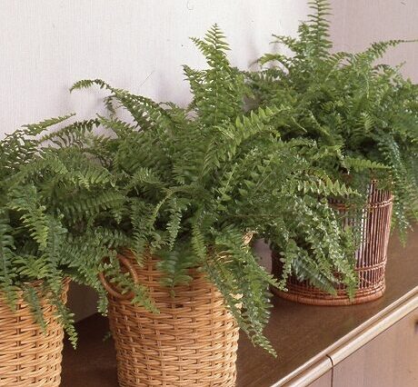 ネフロレピスの育て方や栽培のコツ｜株式会社ハイポネックスジャパン