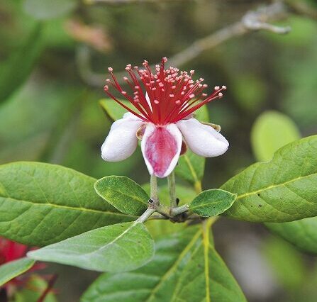 フェイジョアの育て方や栽培のコツ｜株式会社ハイポネックスジャパン