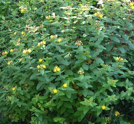 ヒペリカム(*^^*) 91hiperikam-460x426.jpg