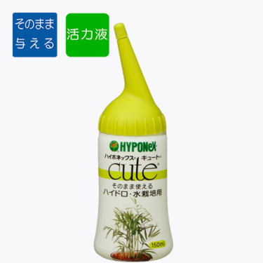 【観葉植物】 アジアンタムの育て方とは？｜水やりのコツとお手入れをご紹介