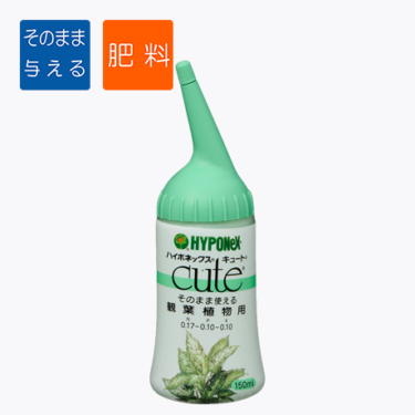 丈夫で育てやすい！園芸ビギナーにおすすめの観葉植物はどれ？