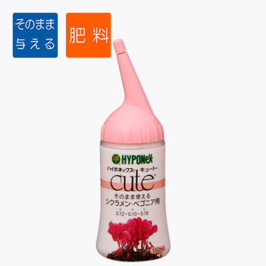 【シクラメンの育て方】シクラメンを翌年以降も咲かせるために。休眠のコツや開花しないときの対処法