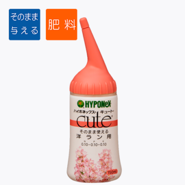 枯れても花が咲く！？コチョウランの復活方法