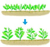 シュンギク　間引き