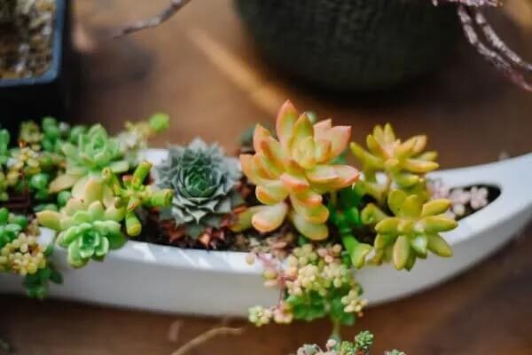 08_succulents_catch.jpg