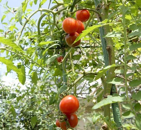 12ﾄﾏﾄｰGG33大類邸ｰOMA_6184_460-