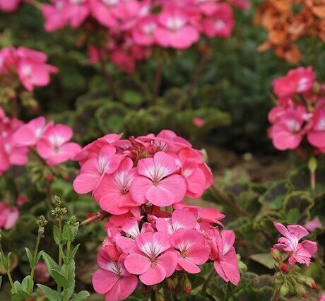 1ｾﾞﾗﾆｳﾑﾘﾝｺﾞ2000ﾋﾟﾝｸｰ花菜ｶﾞｰﾃﾞﾝ