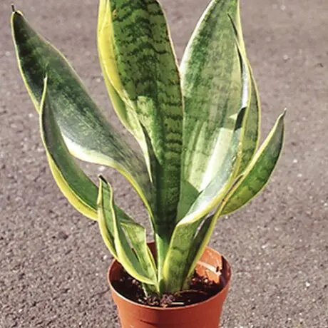 観葉植物 サンスベリア （サンセベリアの育て方・栽培方法 植え方やお 