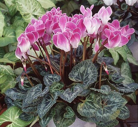 シクラメン 園芸ネット本店｜シクラメン：ツヴァイ スパーク4号鉢植え の通販【公式】