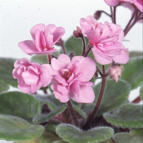 セントポーリアの育て方や栽培のコツ 株式会社ハイポネックスジャパン