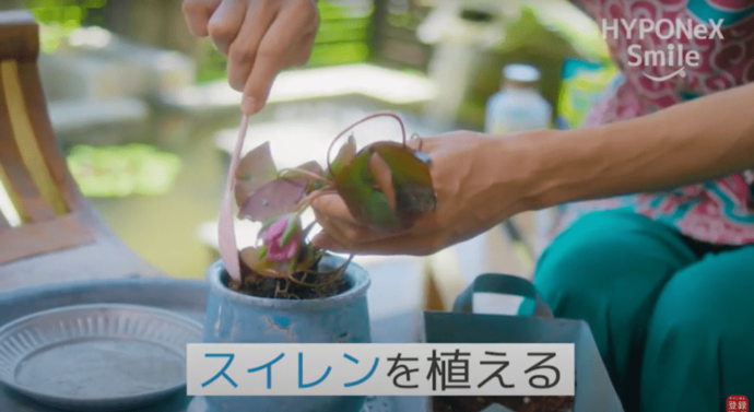 金魚鉢でスイレンを楽しむ植え付けコーディネート