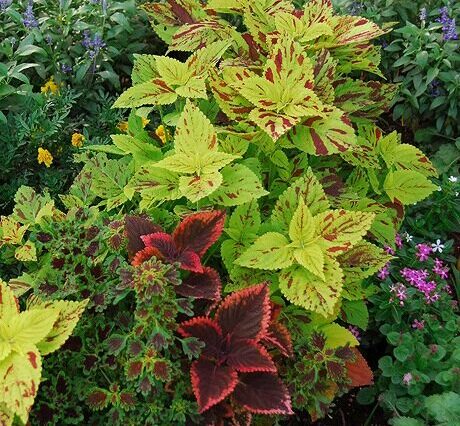 41_coleus_460-460x426.jpg