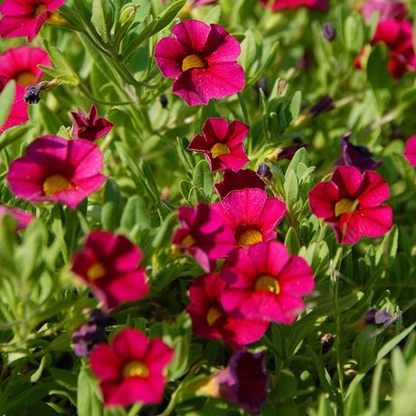 カリブラコアの育て方や栽培のコツ 株式会社ハイポネックスジャパン