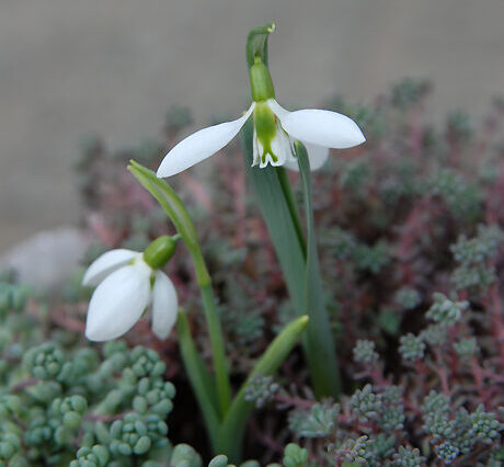 56_snowdrop_460-460x426.jpg