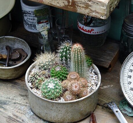 9ｻﾎﾞﾃﾝｰ黒田園芸ｰOGA_4196_460-