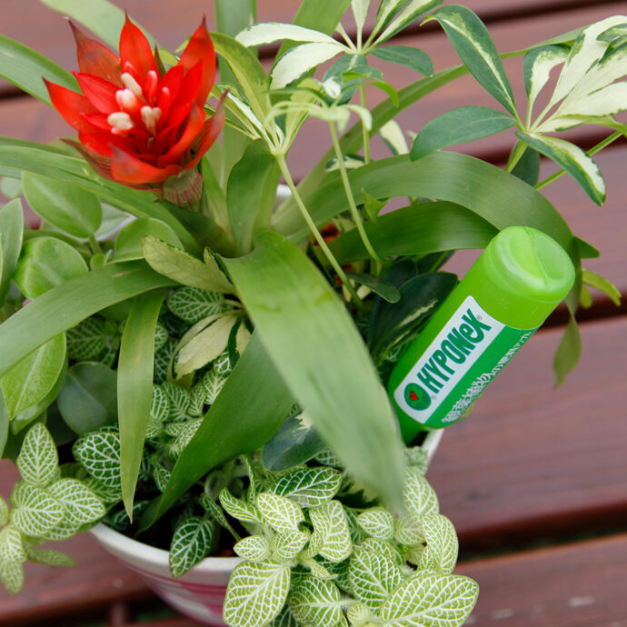 観葉植物の肥料アンプル