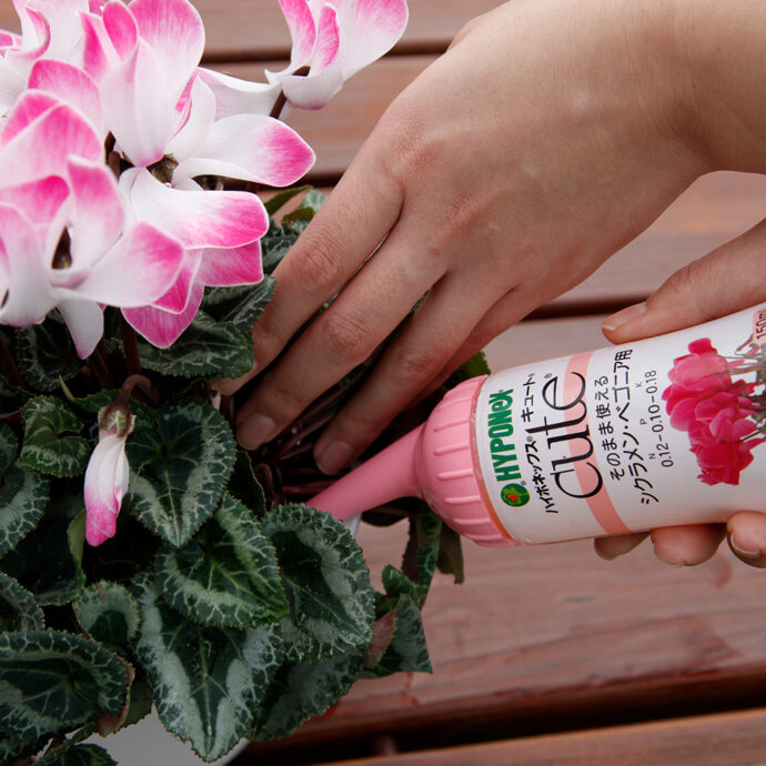 キュート シクラメン・ベゴニア用