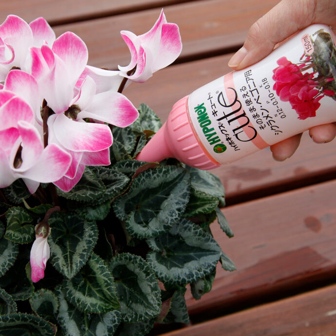 キュート シクラメン・ベゴニア用