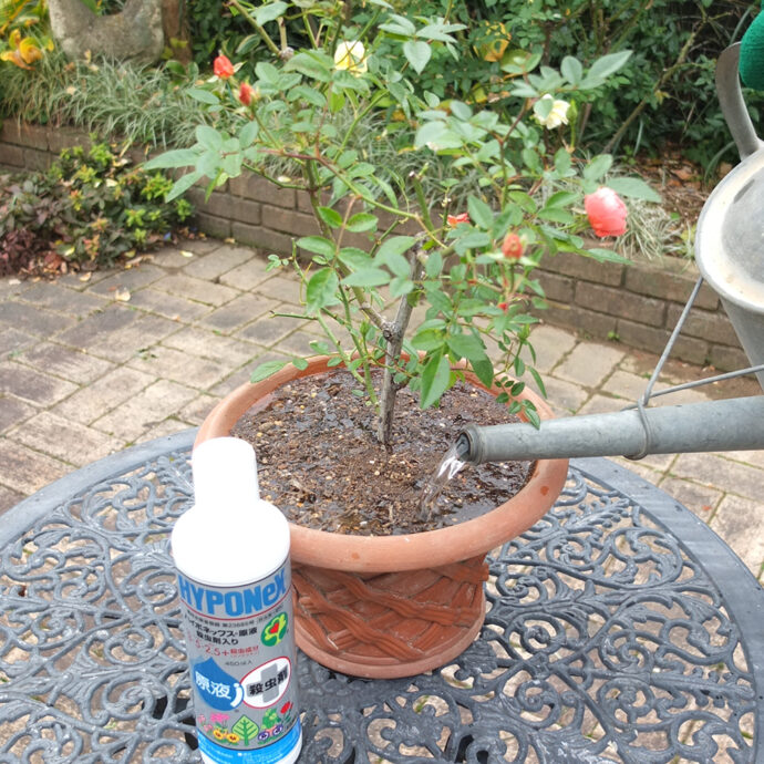 ハイポネックス原液 殺虫剤入り