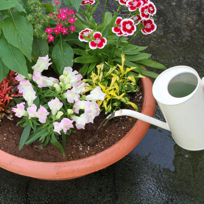 ハイポネックス原液 殺虫剤入り