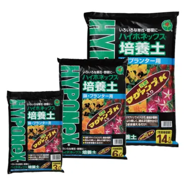 チューリップ