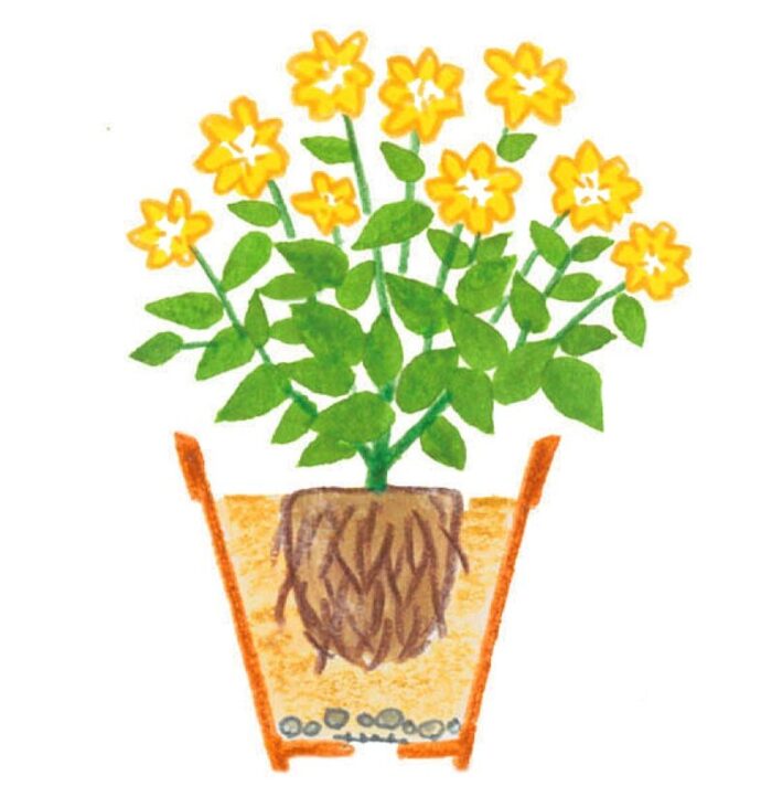 金のなる木の育て方や栽培のコツ 株式会社ハイポネックスジャパン