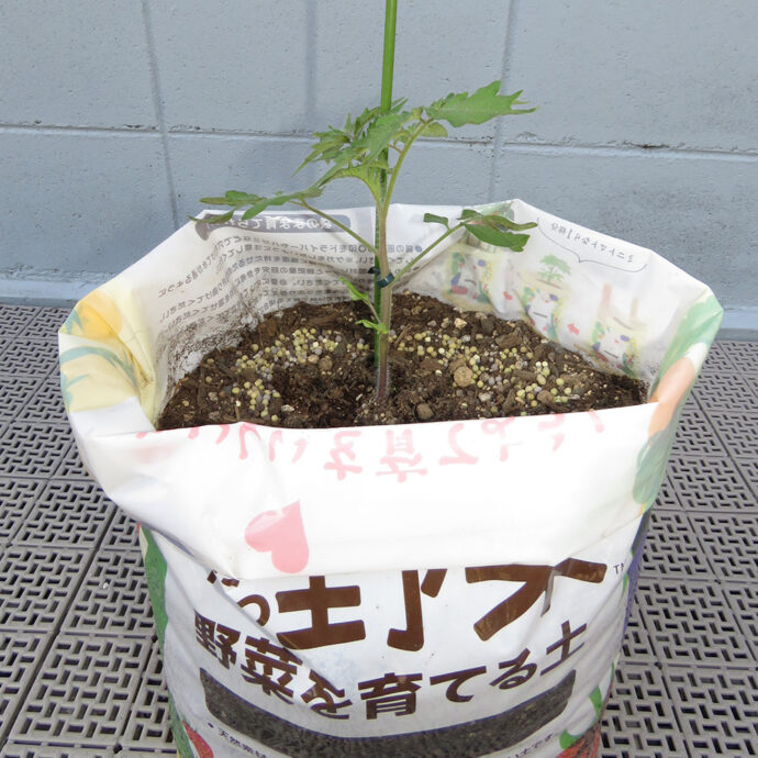 今日から野菜　野菜を育てる土