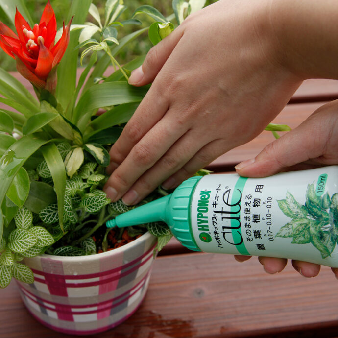 キュート 観葉植物用