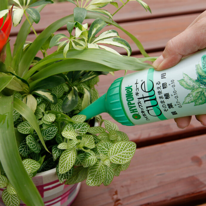 キュート 観葉植物用