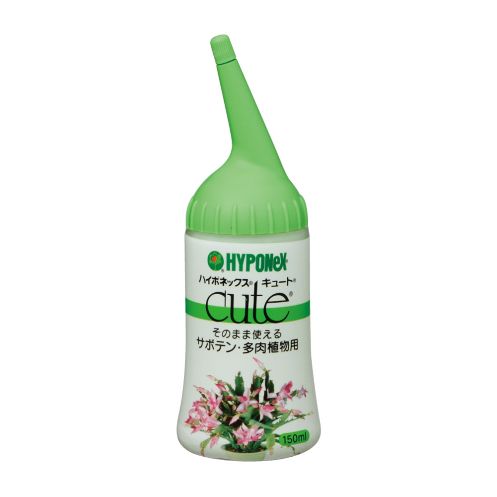 qute-succulent.jpg
