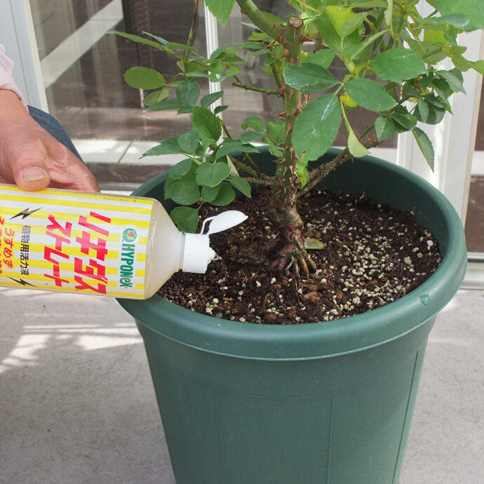 リキダス ストレート