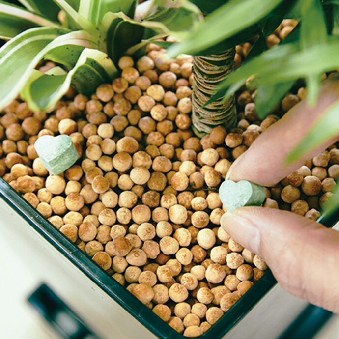 錠剤肥料 観葉植物用