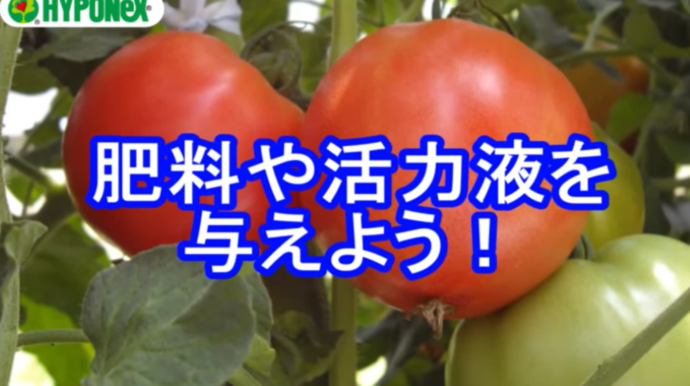 大きなトマトを育てるコツ(肥料や活力液の与え方)#おいしいトマトの育て方