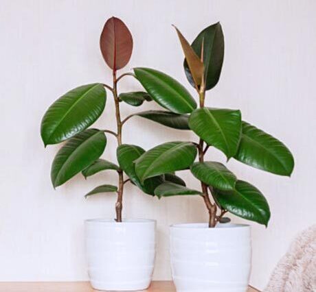 ゴムの木 ゴムノキの育て方や栽培のコツ｜株式会社ハイポネックスジャパン