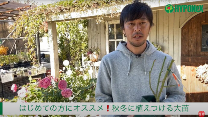 バラの育て方　バラ大苗の地植え